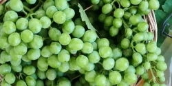 تعبیر خواب غوره + از دید امام صادق و از دید حضرت یوسف و ابن سیرین