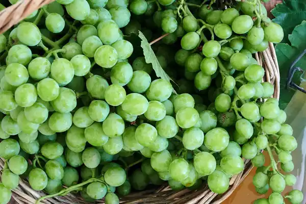 تعبیر خواب غوره + از دید امام صادق و از دید حضرت یوسف و ابن سیرین