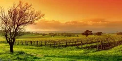 تعبیر خواب مزرعه + دیدن مزرعه در خواب  نشانه چیست