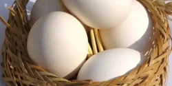 تعبیر خواب تخم مرغ + تخم مرغ در خواب نماد چیست