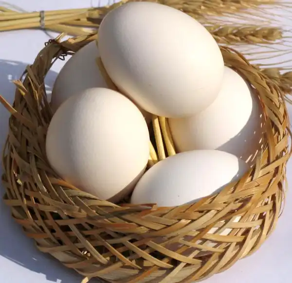 تعبیر خواب تخم مرغ + تخم مرغ در خواب نماد چیست
