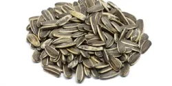 تعبیر خواب تخمه + دیدن تخمه در خواب نماد چیست