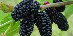 تعبیر خواب توت + دیدن توت در خواب نماد چیست