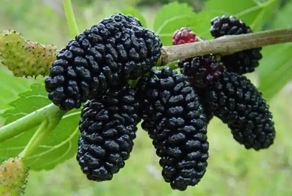 تعبیر خواب توت + دیدن توت در خواب نماد چیست