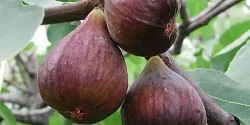 تعبیر خواب انجیر از درخت چیدن و خوردن + امام صادق و ابن سیرین و حضرت یوسف