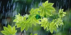 تعبیر خواب باران یوسف پیامبر + از دید امام صادق و ابن سیرین و حضرت یوسف