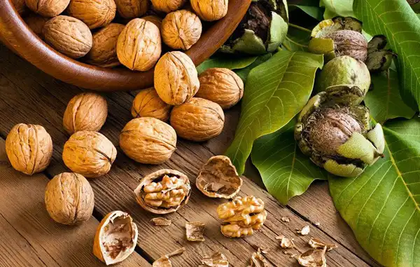 تعبیر خواب گردو از یوسف نبی + از دید امام صادق و ابن سیرین و حضرت یوسف