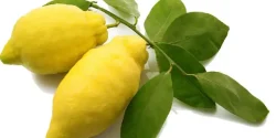 تعبیر خواب ترنج + از دید امام صادق و ابن سیرین و حضرت یوسف
